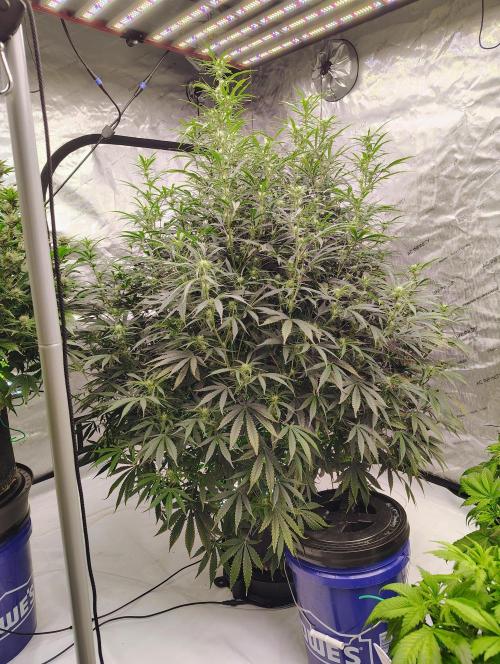 Winter 2025 garage grow. Week 7 - Forbidden Runtz what can I say but DAMN she big. 48x 45x44 she is massive. 