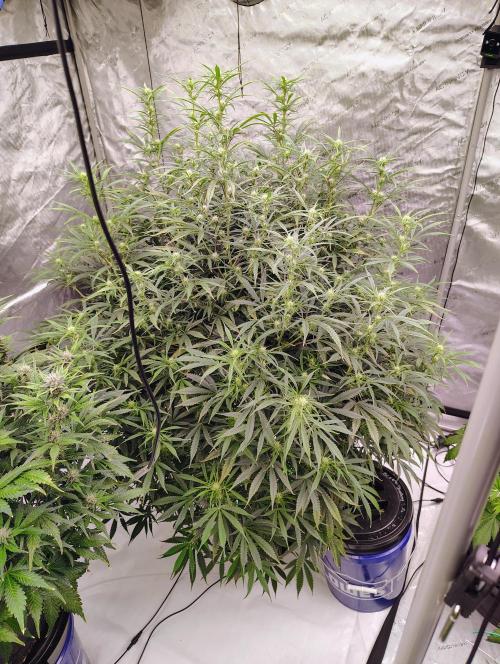 Winter 2025 garage grow. Week 7 - Forbidden Runtz side shot