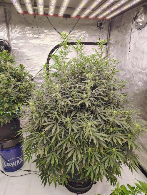Winter 2025 garage grow. Week 7 - Forbidden Runtz front shot she is 