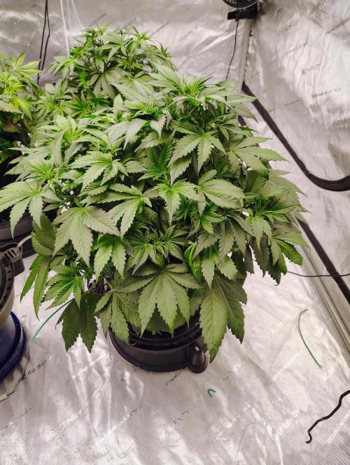 Banana Purple Punch RF3. Week 3 - 🍌