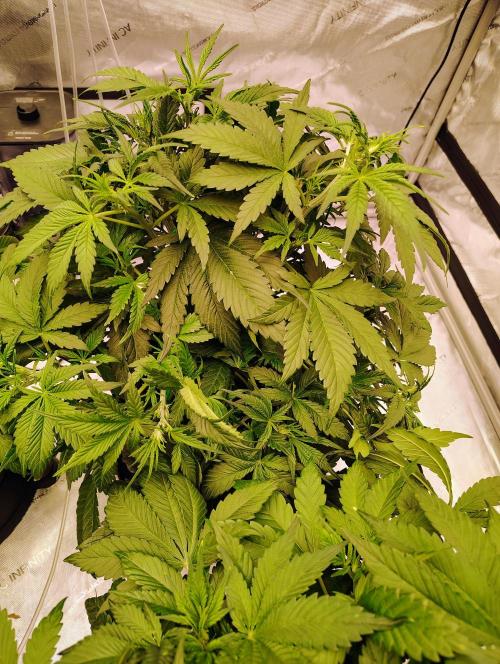 Banana Purple Punch RF3. Week 3 - 🍌