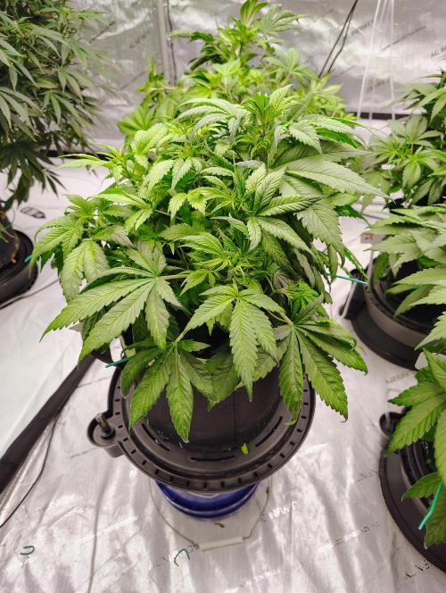 Banana Purple Punch RF3. Week 3 - 🍌