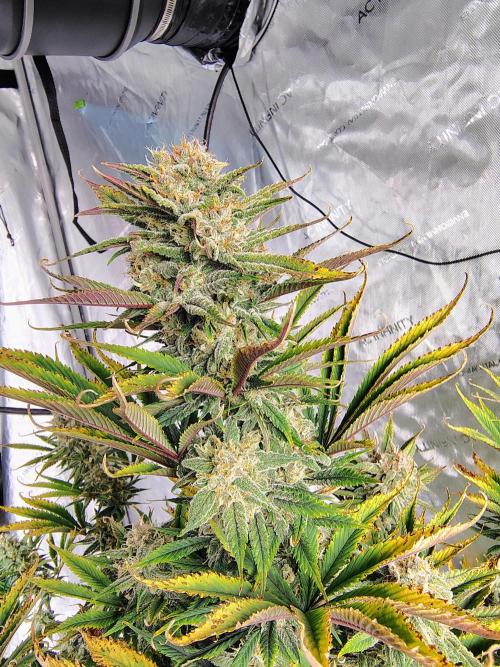 Winter 2025 garage grow. Week 8 - Blackberry what can I say but DAMN. She is fire smells so sweet fruity dank.