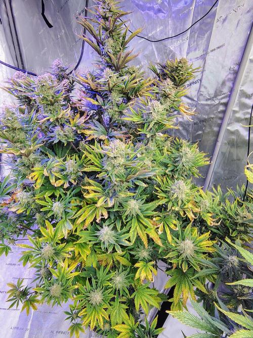 Winter 2025 garage grow. Week 8 - Blackberry same plant jus different picture. 