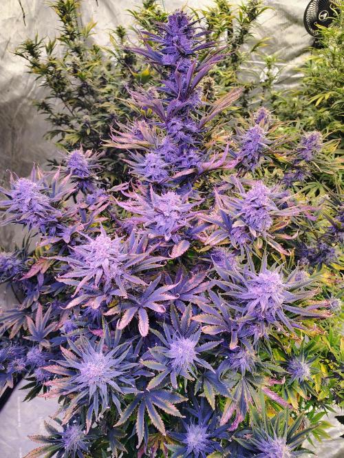 Winter 2025 garage grow. Week 8 - Blackberry nugz everywhere 