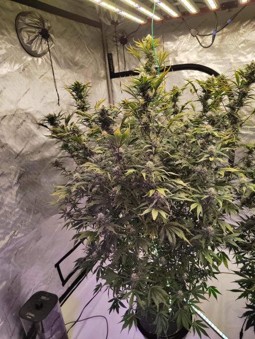 Winter 2025 garage grow. Week 8