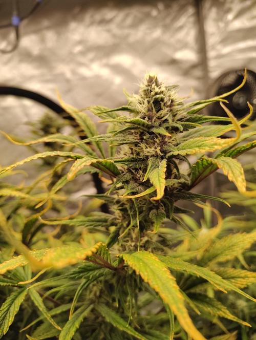 Winter 2025 garage grow. Week 8