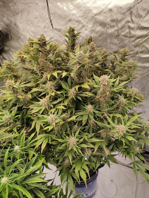 Winter 2025 garage grow. Week 8