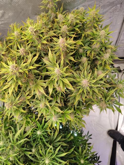 Winter 2025 garage grow. Week 8