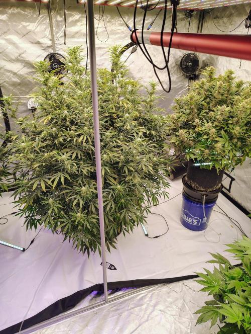 Winter 2025 garage grow. Week 8 - Forbidden Runtz fuckin huge. She is the biggest indoor plant I have ever seen.