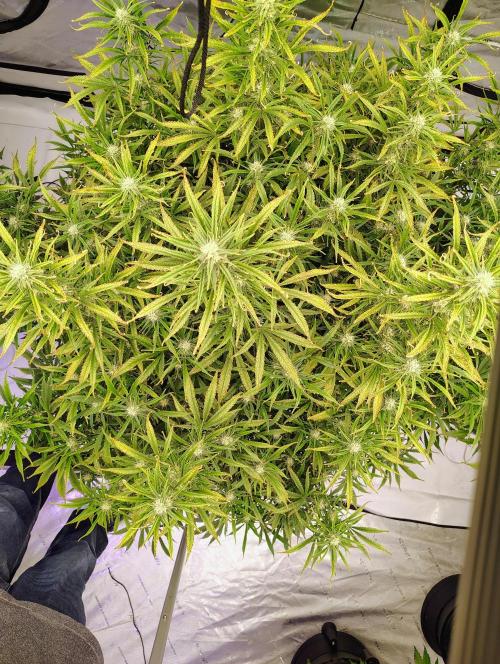 Winter 2025 garage grow. Week 8 - Forbidden Runtz top shot