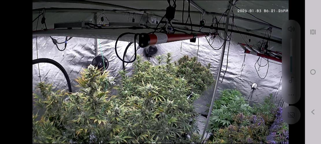 Winter 2025 garage grow. Week 8