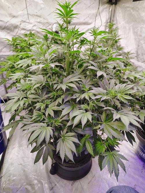 Banana Purple Punch RF3. Week 4 - BPP #1 snapped a branch last week stopped all LST. It bounced back.