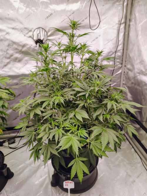 Banana Purple Punch RF3. Week 4 - BPP#2 doing well just chugging along.