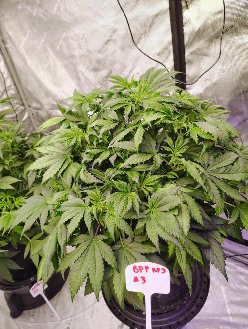 Banana Purple Punch RF3. Week 4 - BPP #3 is definitely coming around after I snapped a branch by sitting on it. 