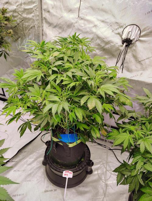 Banana Purple Punch RF3. Week 4 - BPP #4 still bouncing back from ph issues definitely going to make it.