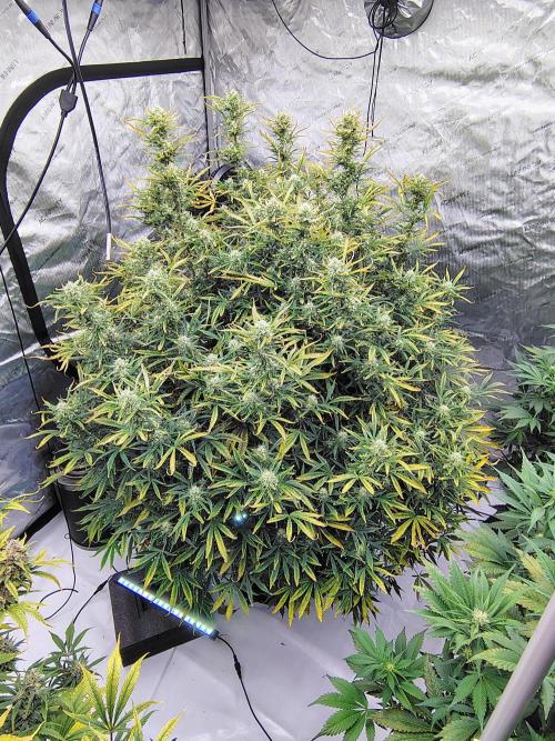 Winter 2025 garage grow. Week 9 - Forbidden Runtz pH is still a little low. She still packing on everywhere.