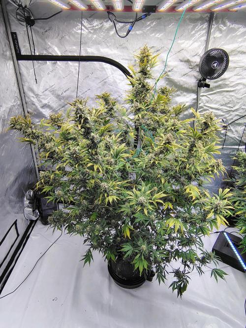 Winter 2025 garage grow. Week 9