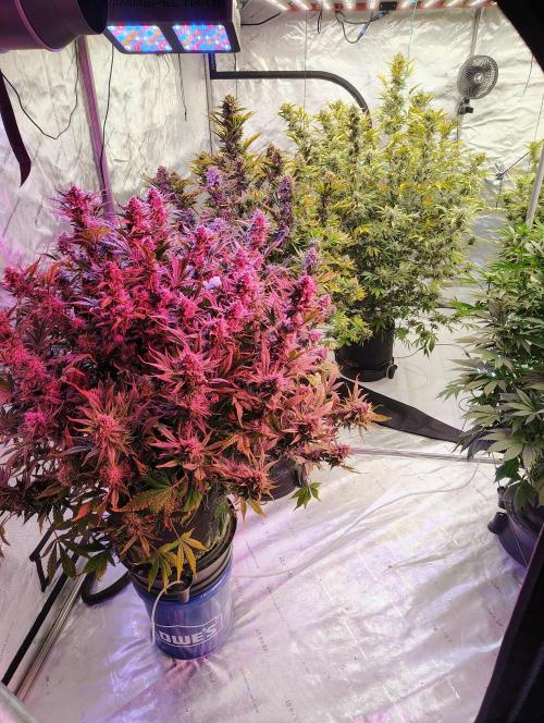 Winter 2025 garage grow. Week 9