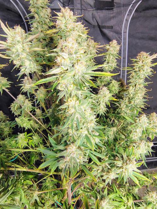 Winter 2025 garage grow. Week 10 - Fire