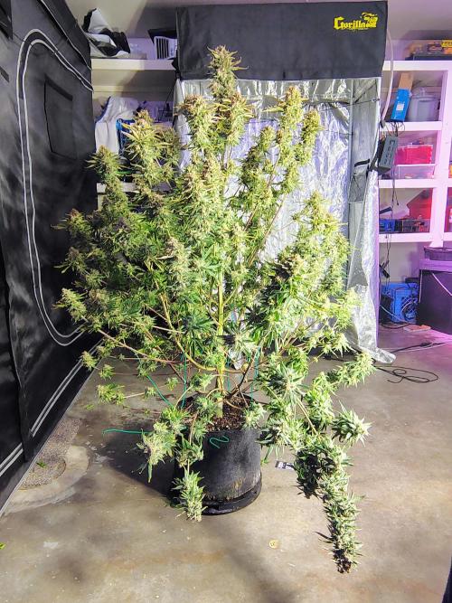 Winter 2025 garage grow. Week 10 - That's a 2x4 gorilla tent for reference. 