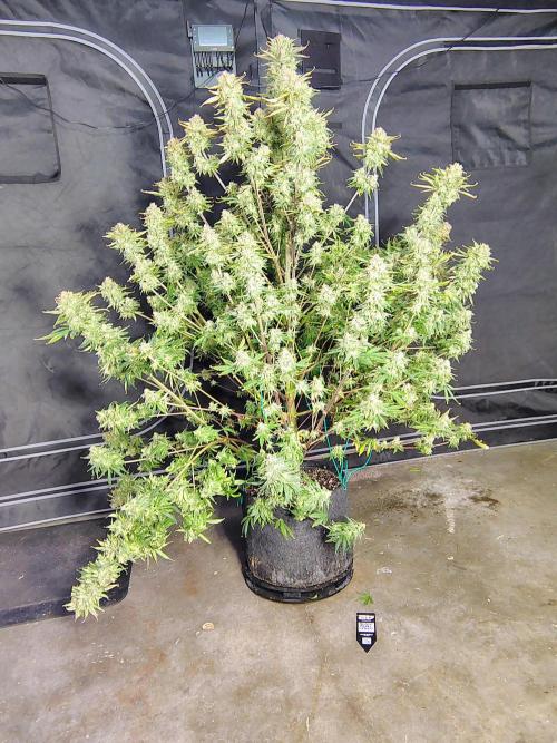 Winter 2025 garage grow. Week 10 - Picture is in front of 10 by 10