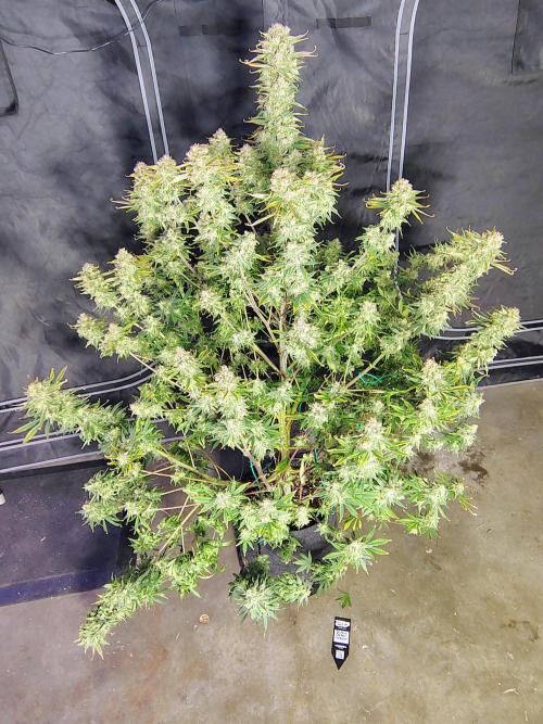 Winter 2025 garage grow. Week 10