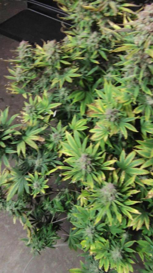 Winter 2025 garage grow