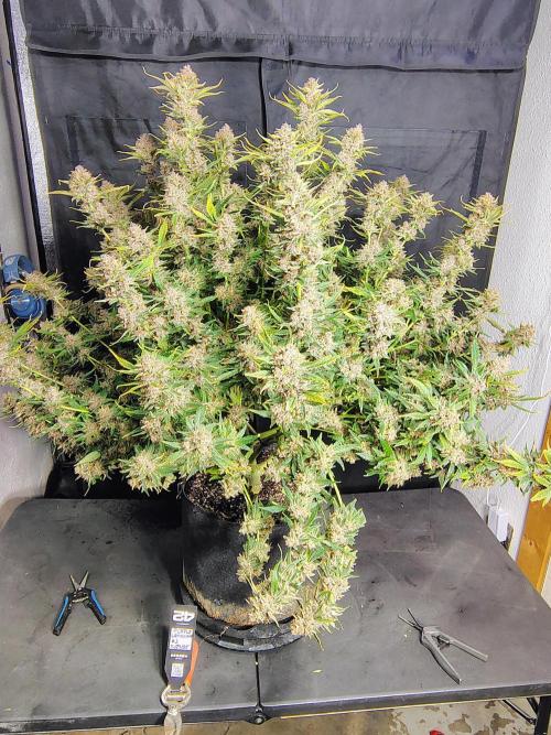 Winter 2025 garage grow. Week 10