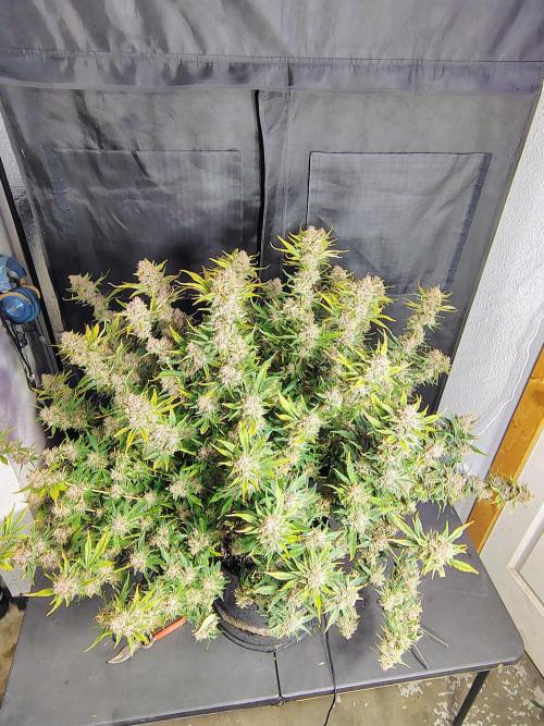 Winter 2025 garage grow. Week 10