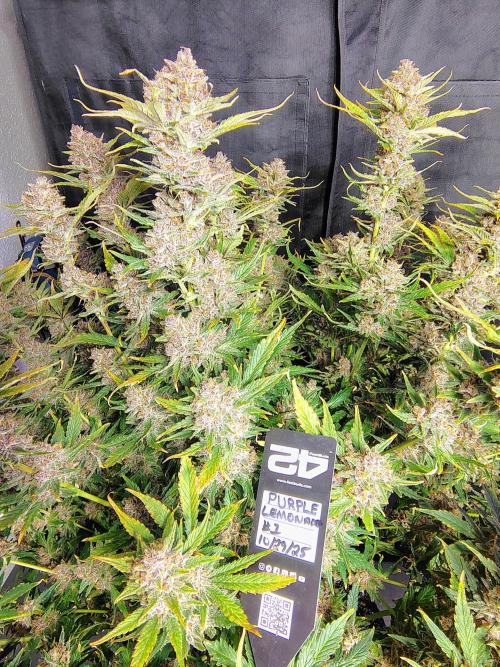 Winter 2025 garage grow. Week 10 - Can't wait to run more from fastbuds.