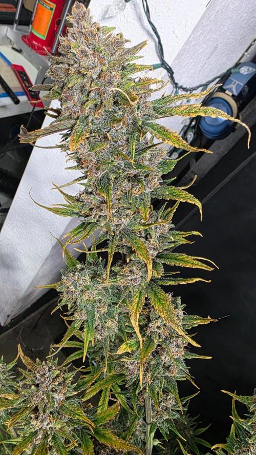 Winter 2025 garage grow. Week 10