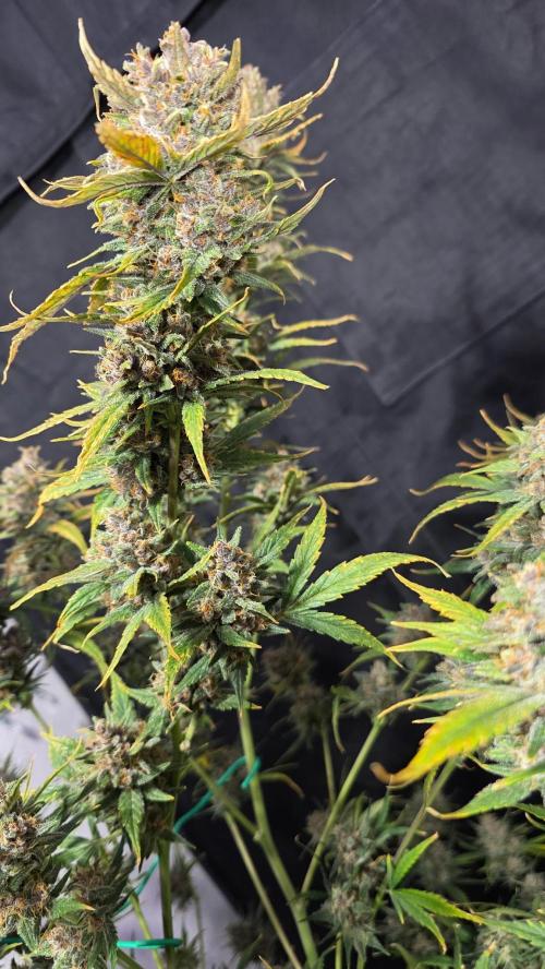 Winter 2025 garage grow. Week 10