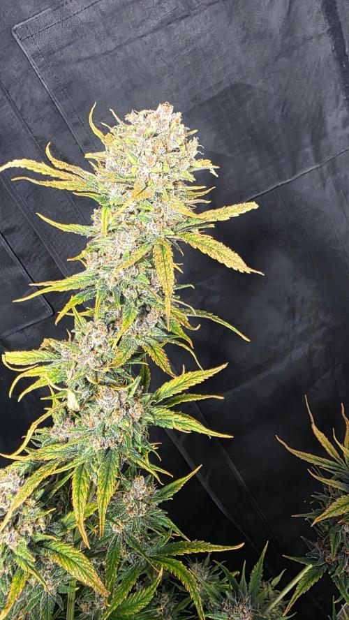 Winter 2025 garage grow. Week 10 - Tightly packed purple buds with trichomes everywhere weighing 6.5 lbs wet.