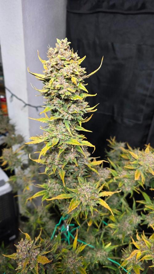 Winter 2025 garage grow. Week 10