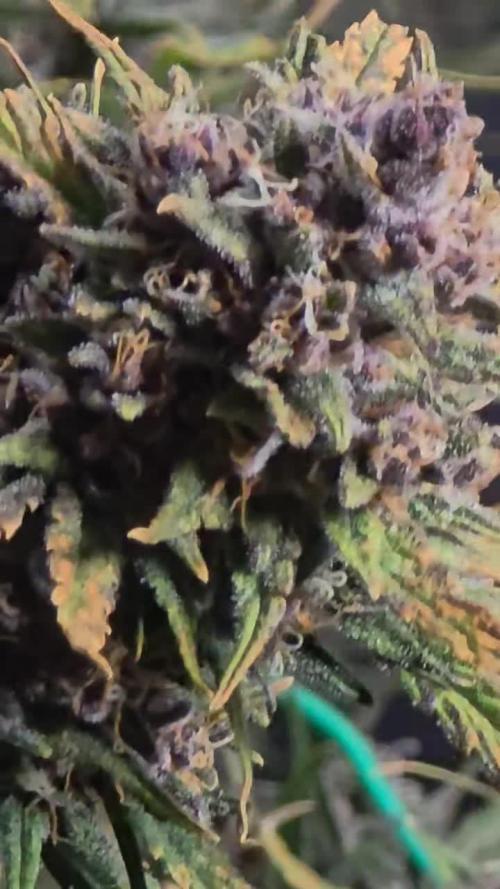 Winter 2025 garage grow