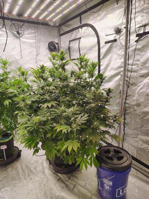 Banana Purple Punch RF3. Week 6 - Banana Purple Punch RF3 auto #1 wow 🍌 