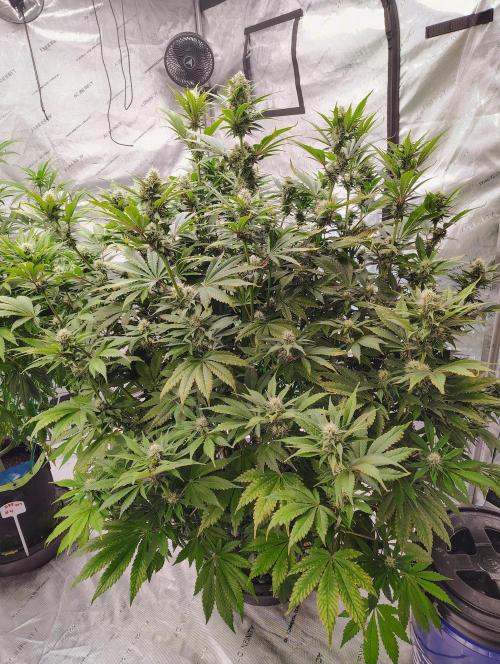 Banana Purple Punch RF3. Week 6 - 🍌