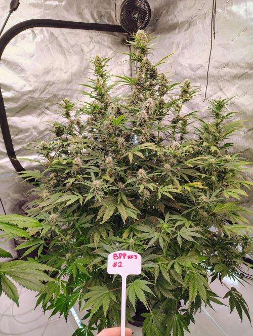 Banana Purple Punch RF3. Week 6 - 🍌