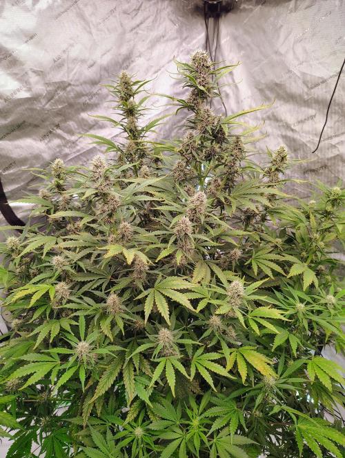 Banana Purple Punch RF3. Week 6 - 🍌