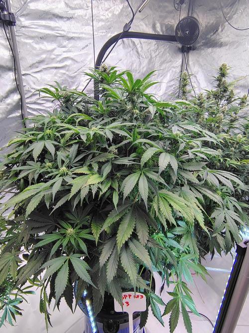 Banana Purple Punch RF3. Week 6 - 🍌