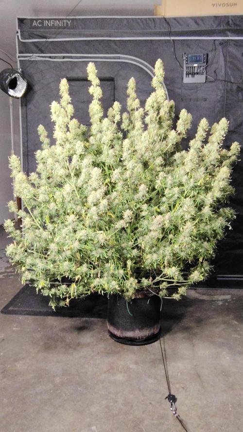 Winter 2025 garage grow