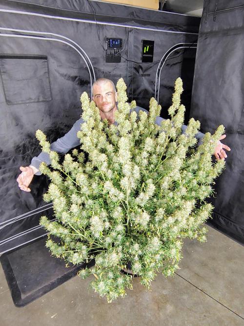 Winter 2025 garage grow. Week 10 - Just for reference I'm 6 ft 2 with an 80 inch reach.