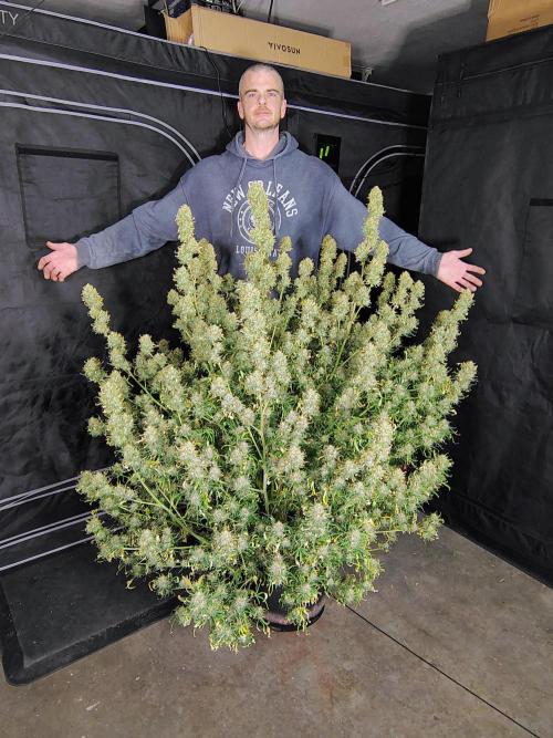 Winter 2025 garage grow. Week 10 - That's a huge plant