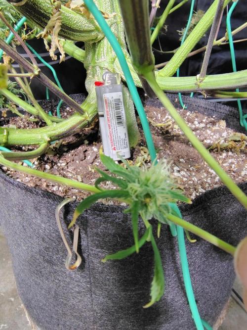 Winter 2025 garage grow. Week 10 - Crazy thick