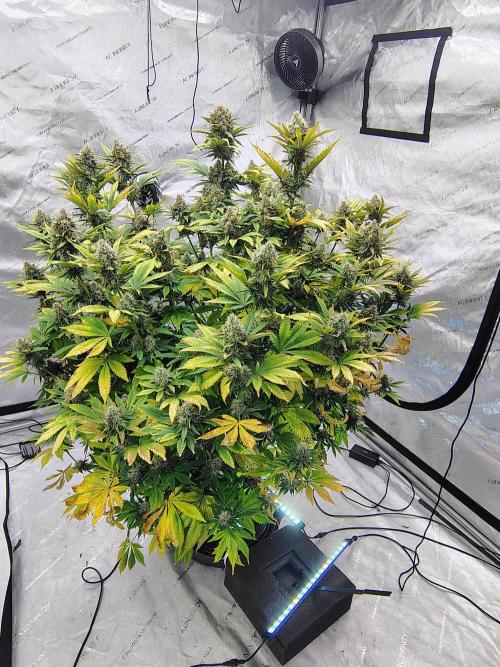 Banana Purple Punch RF3. Week 8 - Banana Purple Punch RF3 #1