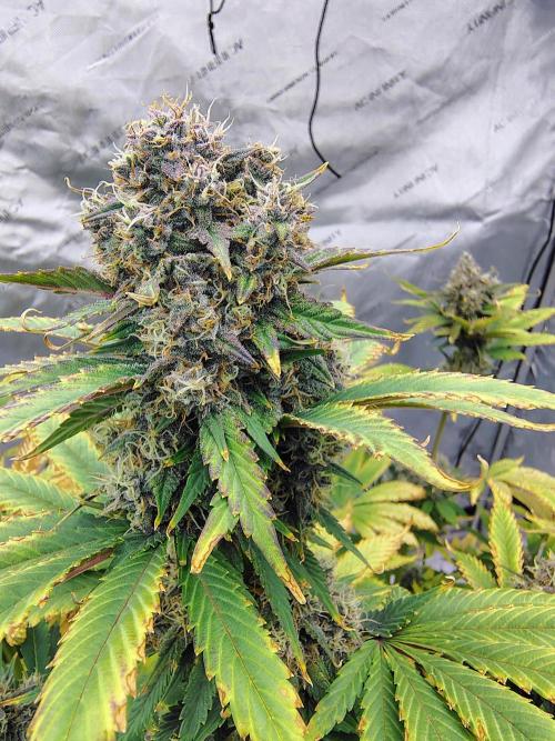 Banana Purple Punch RF3. Week 8 - Banana Purple Punch RF3 #1 main cola the smell on these are outta this 🌎