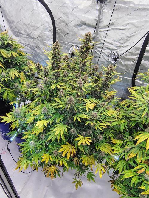 Banana Purple Punch RF3. Week 8 - Banana Purple Punch RF3 #2 🔥