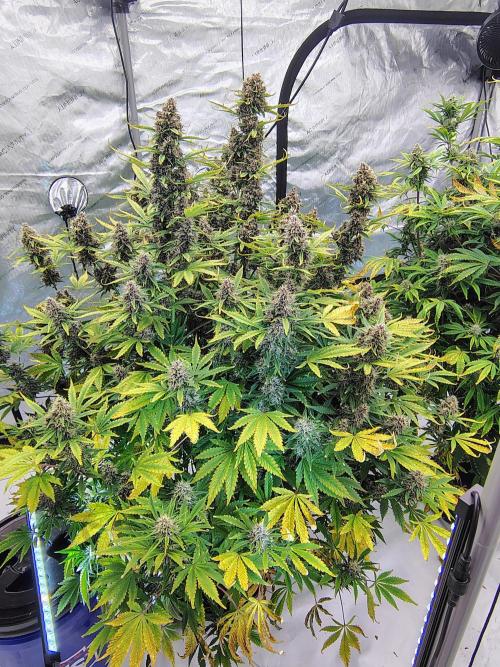 Banana Purple Punch RF3. Week 8 - Banana Purple Punch RF3 #2
Just resin