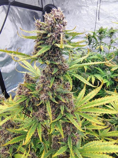 Banana Purple Punch RF3. Week 8 - Banana Purple Punch RF3 #2 main cola dense Purple nugz